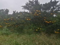 其它圖